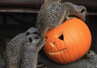Illustration for article titled Pumpkins Gone Wild!